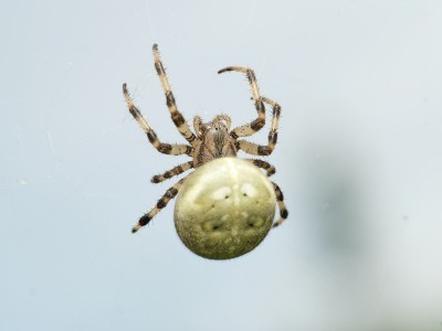 four spot orb weaver spider