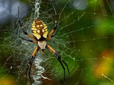 common garden spider