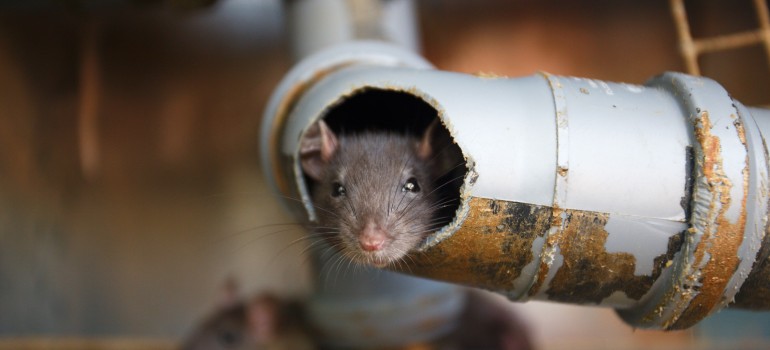 Finally caught the mouse in the garage, it's tiny. Any idea what