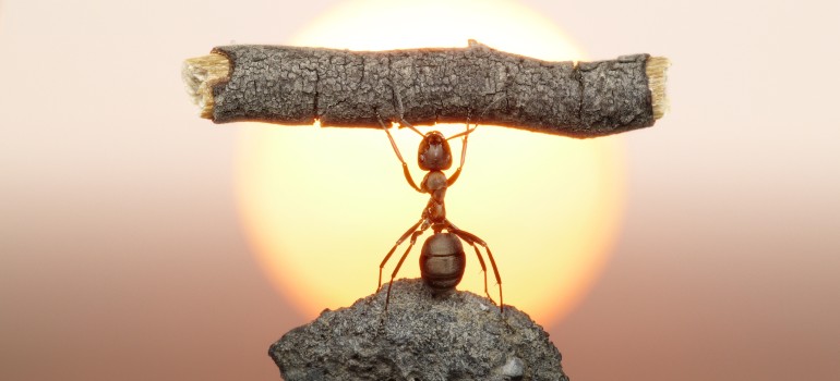 strong ant Fantastic Pest Control