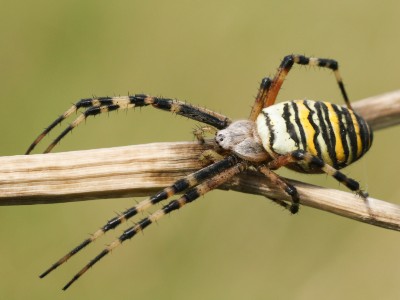 wasp spider