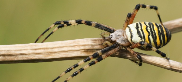 wasp spider Argiope bruennichi