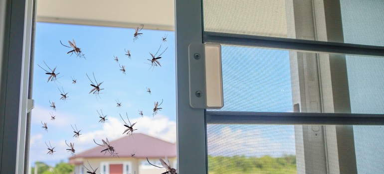 mosquitoes flying through a window