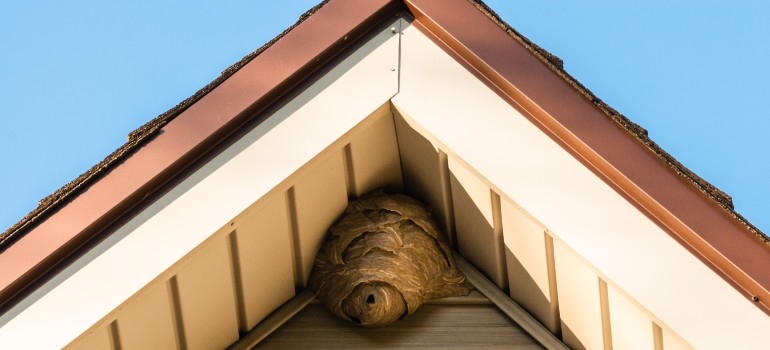 wasps nest