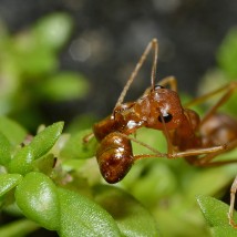 ant eating another ant