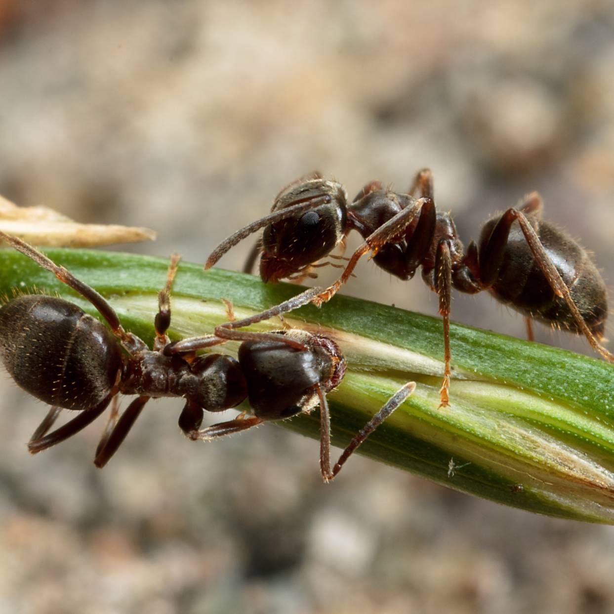 black garden ant