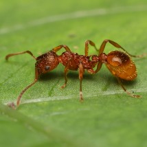 Fire Ant UK