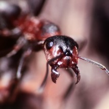 Hairy Wood Ant UK