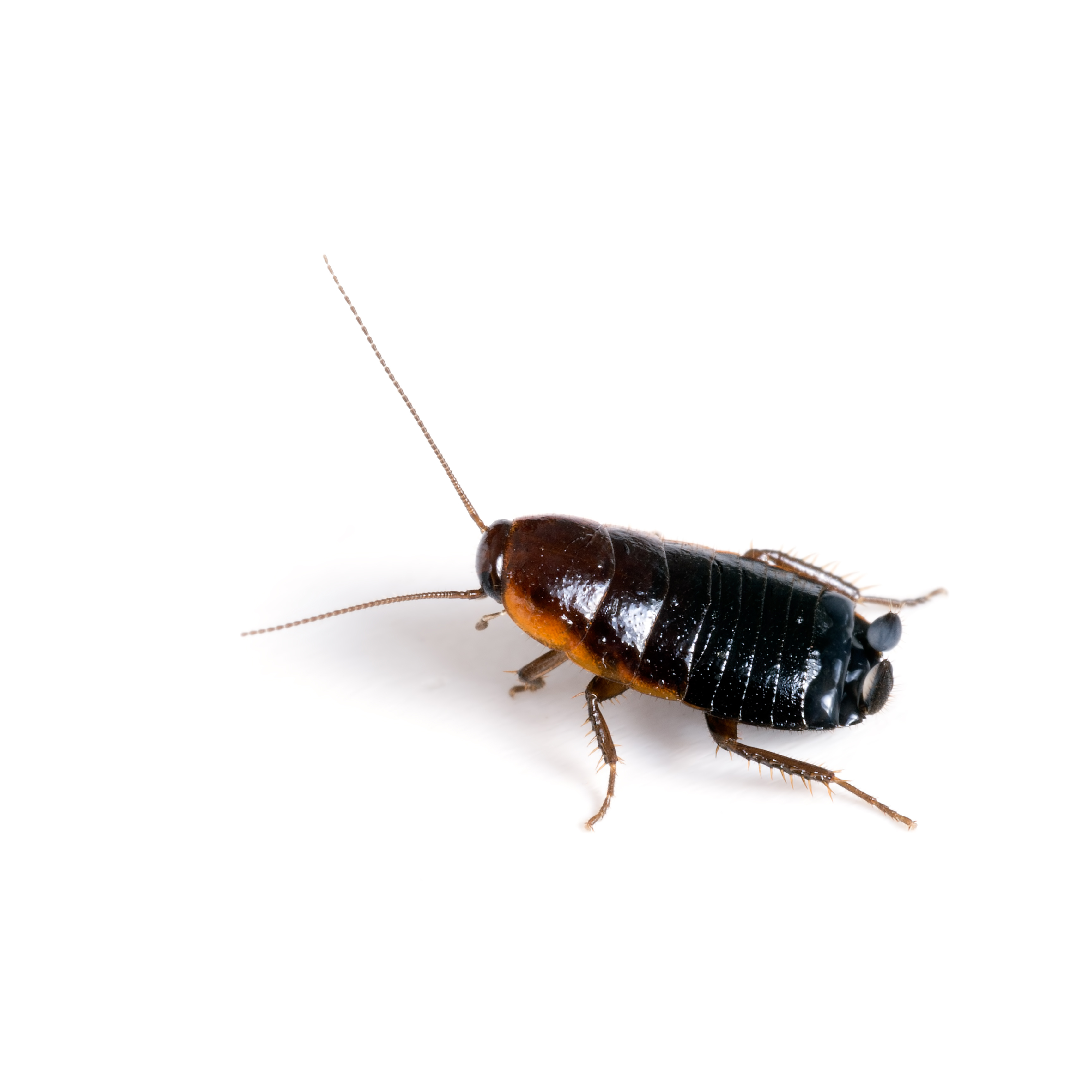 oriental cockroach uk