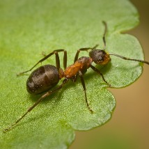 Red Wood Ant UK