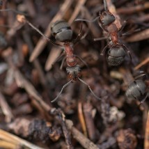 Scottish Wood Ant UK