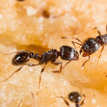 Sugar Ants UK