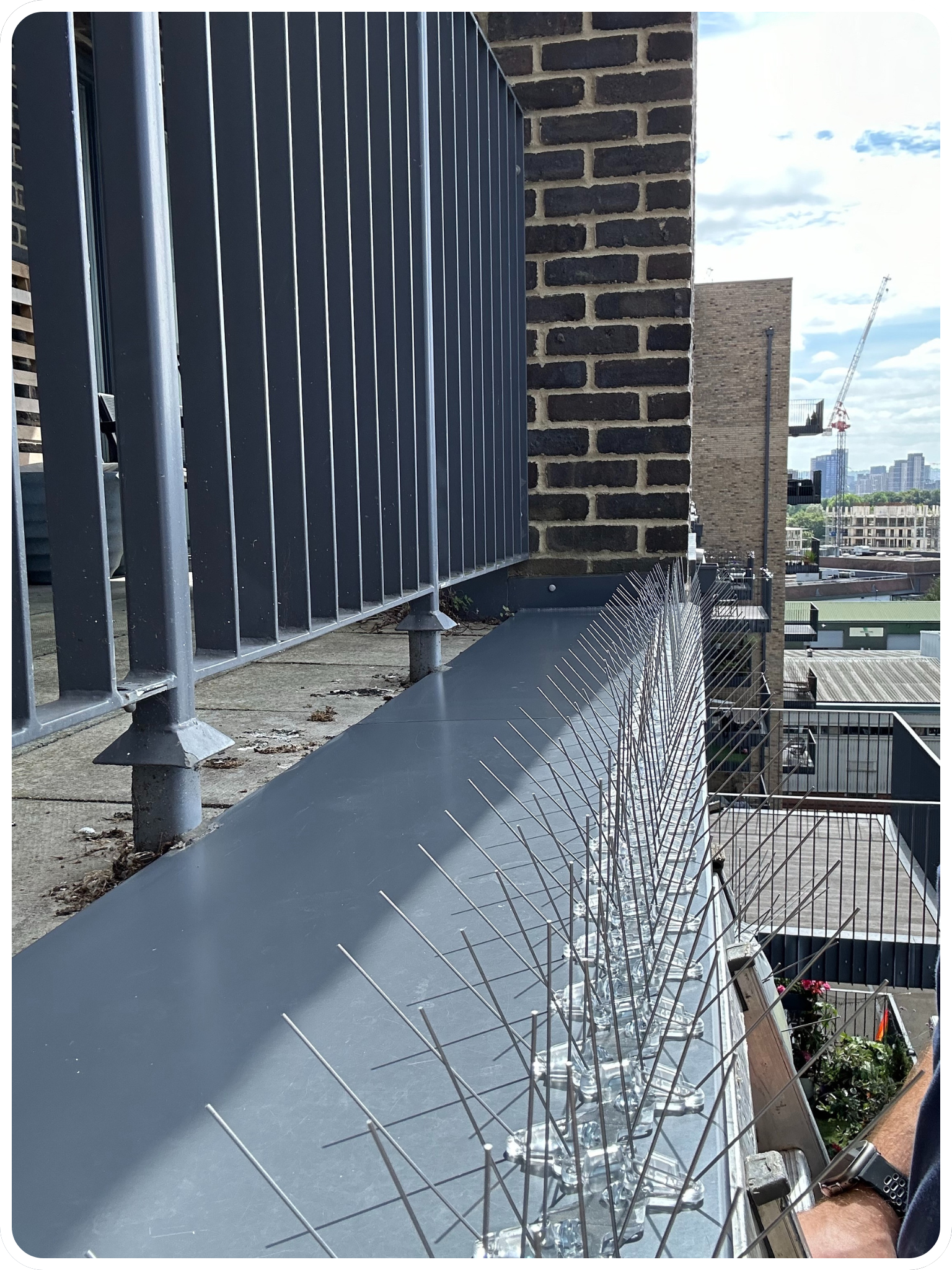 bird-proofing-spikes1