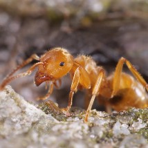 Yellow Meadow Ant UK