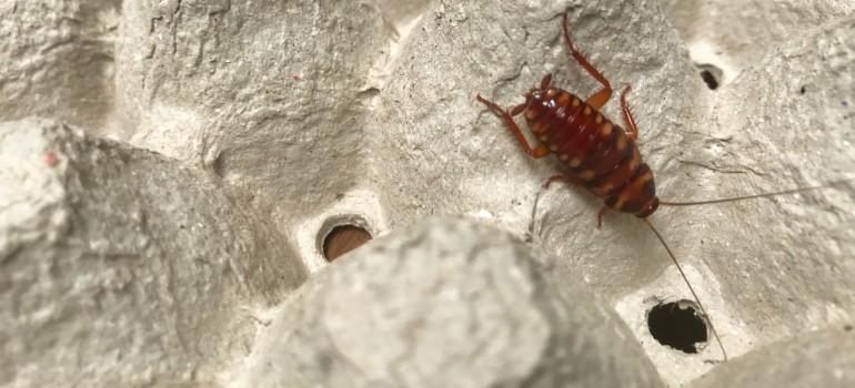 brown cockroach uk