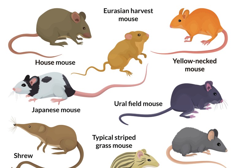 Types Of Mice UK British Mice Species Identification Types Of Mice UK British Mice Species Identification