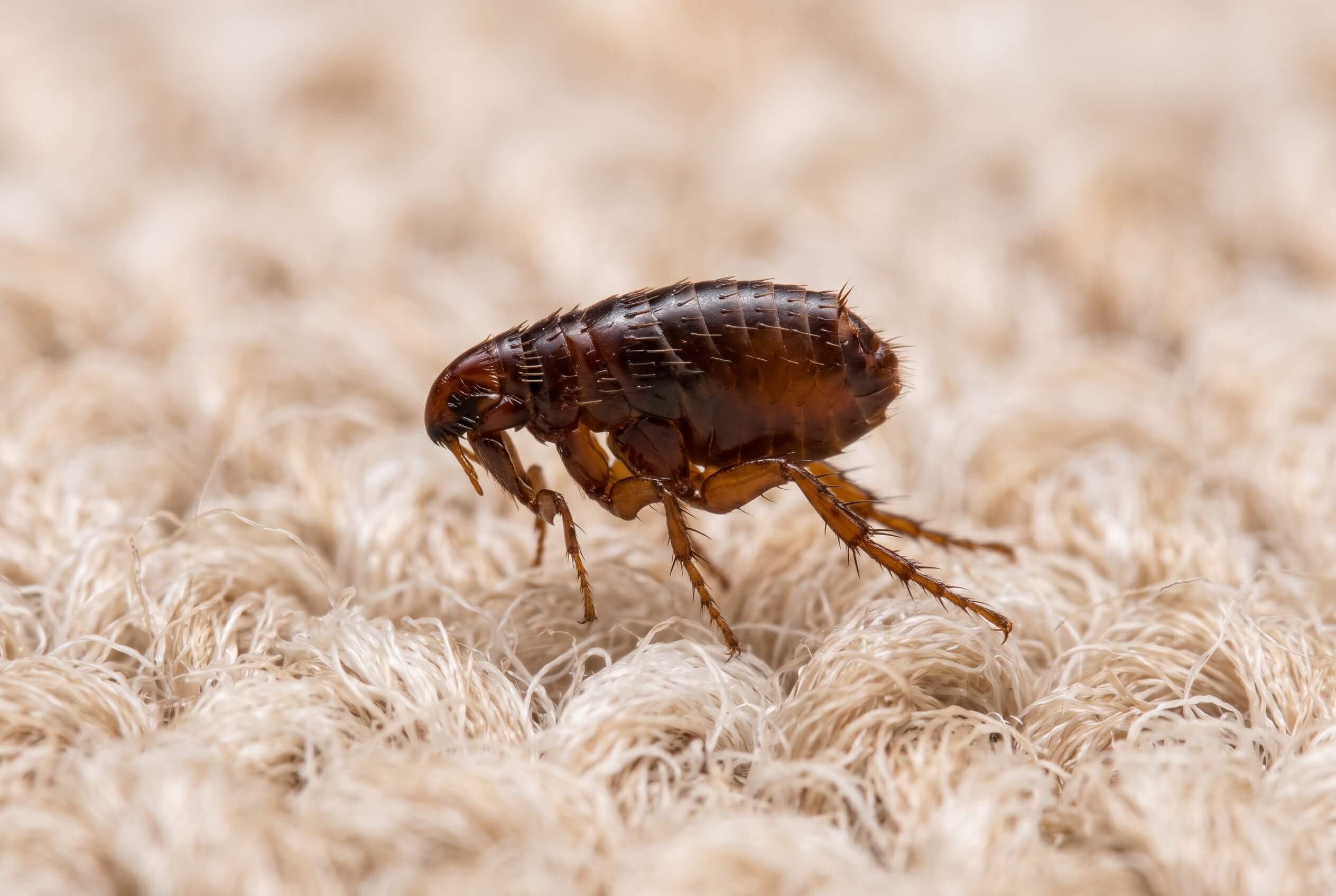 Adult flea up close on a carpet