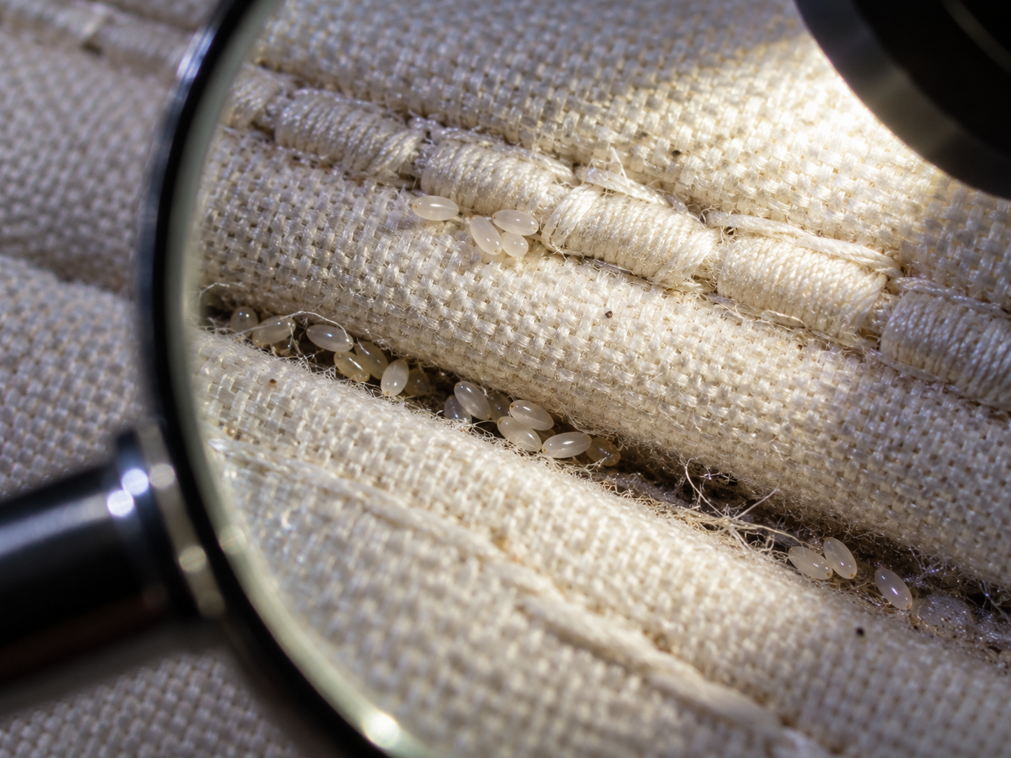 Bed bug eggs in the seams of a mattress under a magnifying glass
