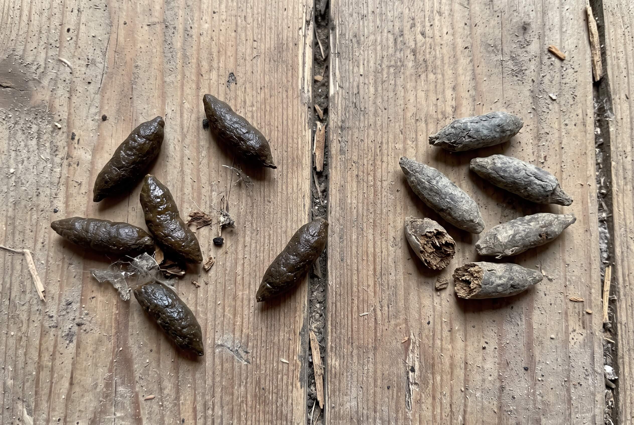 fresh vs old rat droppings