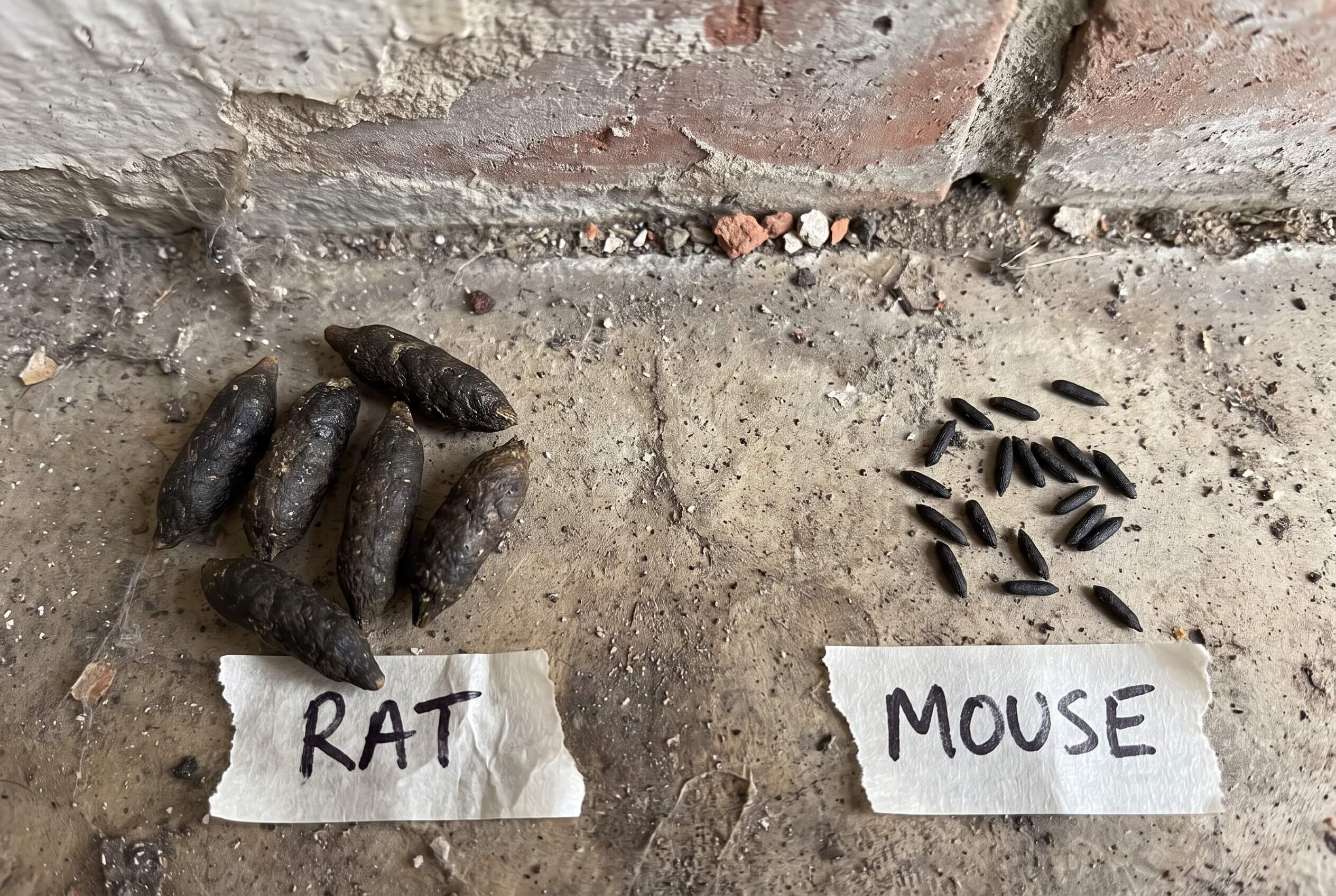 rat droppings vs mouse droppings