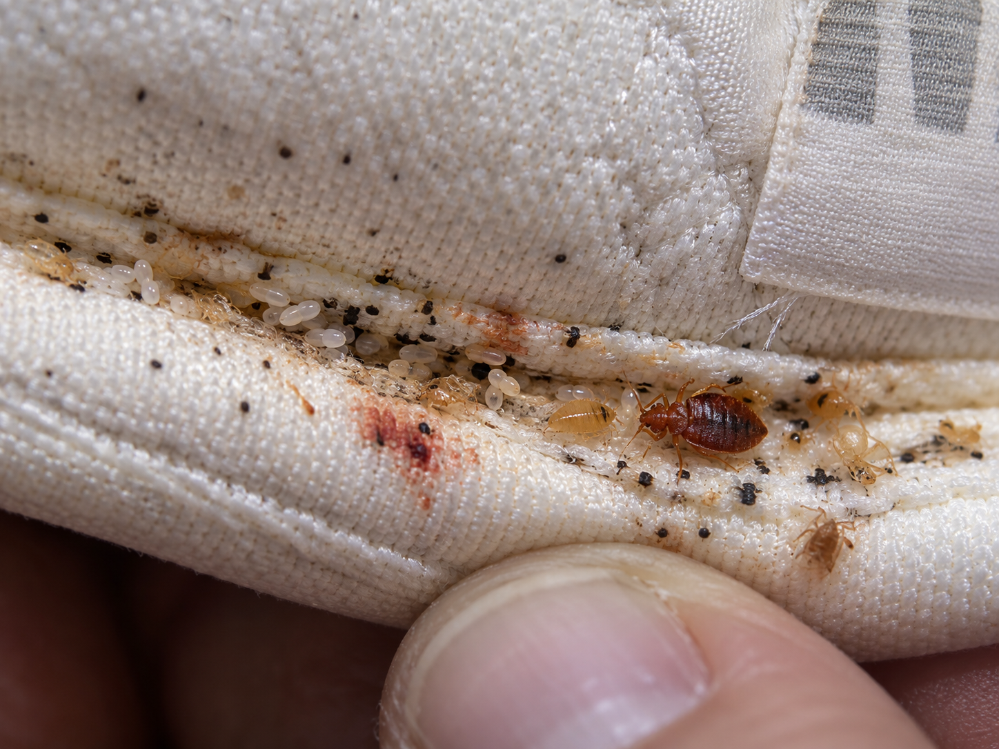Signs of bed bugs