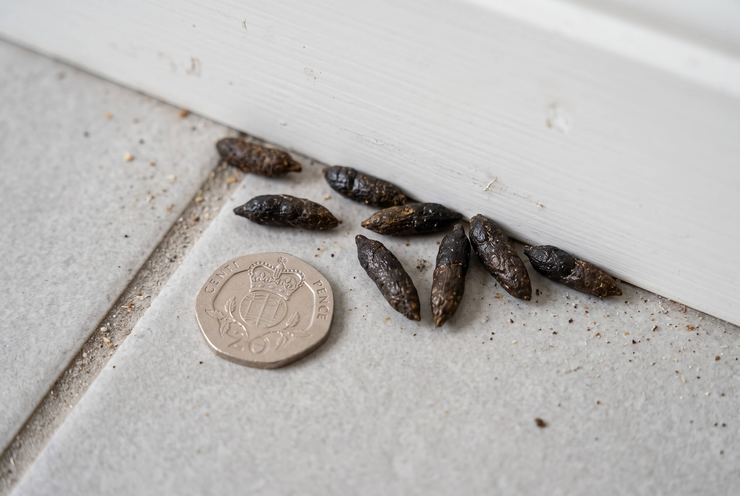 rat droppings next to a 20p coin for scale