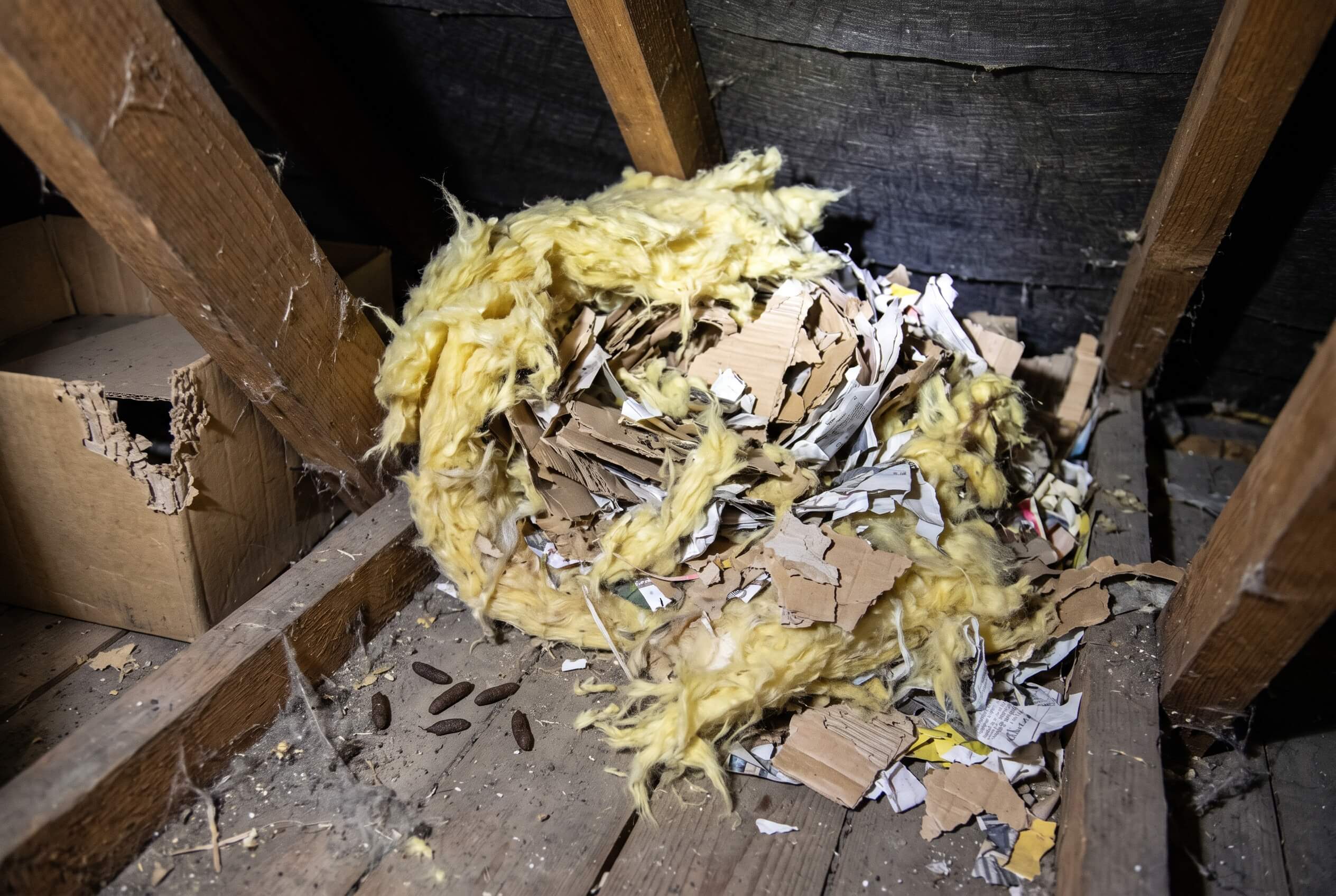rats nest of shredded loft insulation and cardboard in a loft